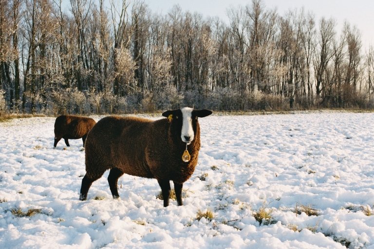 2004010217sneeuw schaap